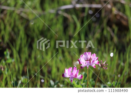 黃芪花 111988490