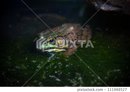 green frog in water pond nature animal in wildlife environment conservation amphibian green frog in water pond nature animal in wildlife environment conservation amphibian 111988527