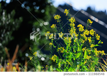 強姦開花 111988548