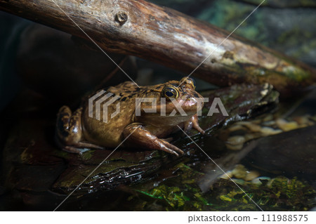 american bullfrog in the wild nature big yellow brown amphibian pond frog american bullfrog in the wild nature big yellow brown amphibian pond frog 111988575