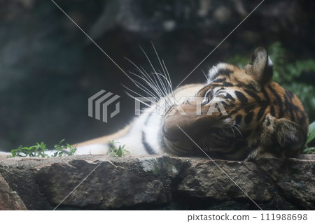 Close up Indochinese tiger is beautiful animal and dangerous in forest 111988698