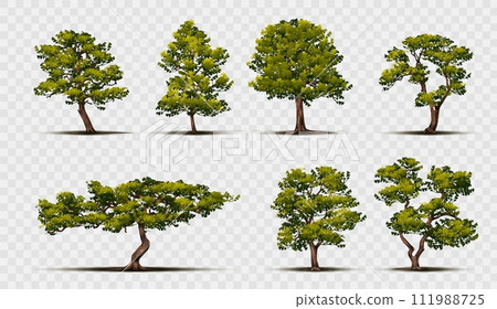 Oak tree. Apple green foliage, mango and olive forest landscape, fig branch and leaves silhouette, maple garden. Summer park, natural botany. Vector cartoon woods on transparent background 111988725