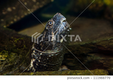 snapping turtle reptile wildlife aquatic creature head underwater snapping turtle reptile wildlife aquatic creature head underwater 111988770
