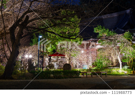 Illuminated night plum blossoms Illuminated night plum blossoms 111988773