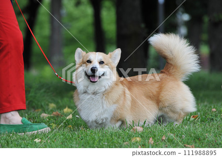 Welsh corgi Pembroke walks on a leash 111988895