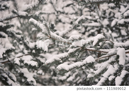 spruce branches covered with snow 111989012