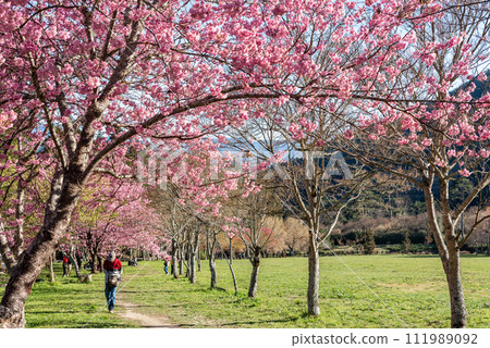 Wuling Farm Cherry Blossom Season 111989092