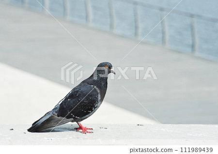a pigeon stands on a concrete parapet - a place for text 111989439