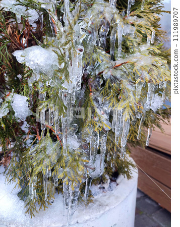 Very long icicles on evergreen thuja branches close-up. Icicles from water ice on leaves of bush tree on winter day. Frozen branches. ice-covered coniferous plant. Nature background. Natural backdrop 111989707