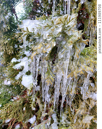 Very long icicles on evergreen thuja branches close-up. Icicles from water ice on leaves of bush tree on winter day. Frozen branches. ice-covered coniferous plant. Nature background. Natural backdrop 111989708