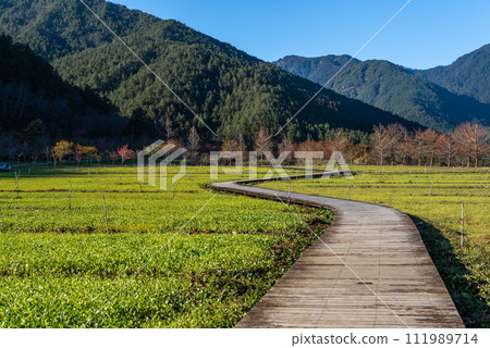 武陵農場 櫻花季 111989714