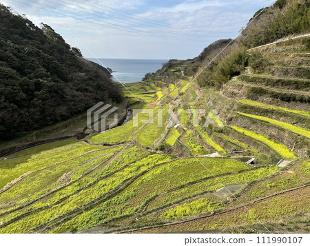 Hamanoura的水稻梯田 111990107