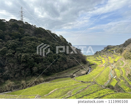 Hamanoura的水稻梯田 111990108