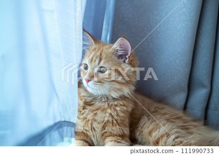 Cute orange kitten doing various poses Cute orange kitten doing various poses 111990733