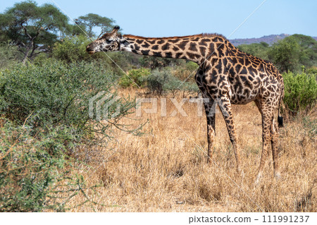 Tanzania, Tarangire, giraffe feeding on leaves from a tree. 111991237