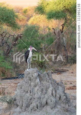 Tanzania, Tarangire, African Marabou on a termite mound. 111991238