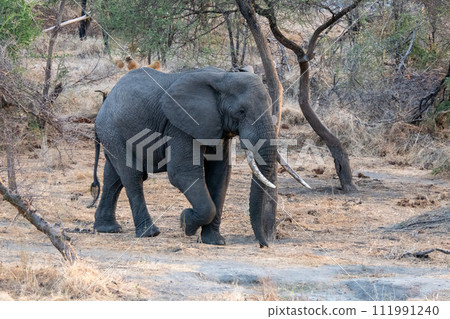 Tanzania, Tarangire, Elephant walking in the park. 111991240
