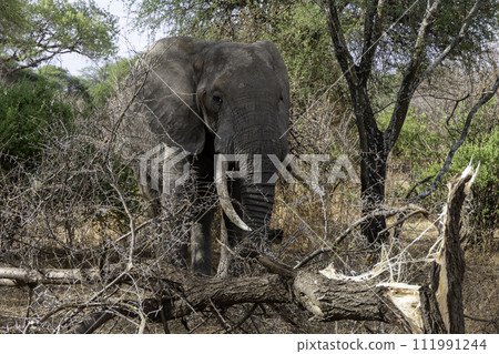 Tanzania, Tarangire, elephant breaking a tree 111991244