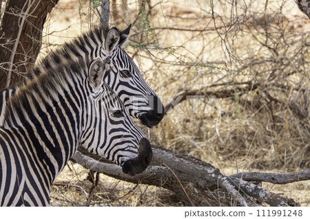 Tanzania, Tarangire, two zebra heads in the shade of a tree Tanzania, Tarangire, two zebra heads in the shade of a tree 111991248