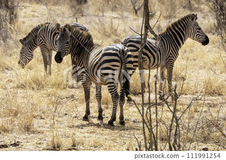 Tanzania, Tarangire, Three zebras in the savannah Tanzania, Tarangire, Three zebras in the savannah 111991254