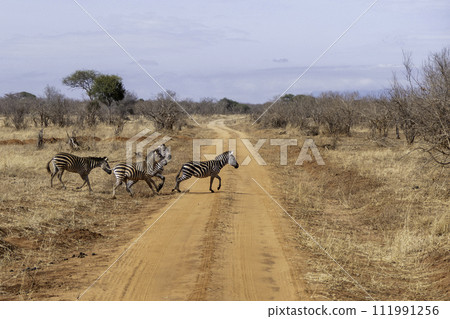 Tanzania, Tarangire, Zebras in the savannah crossing the road 111991256
