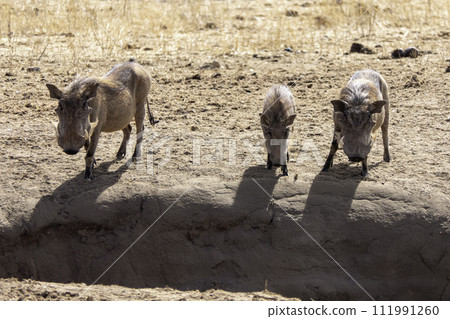 Tanzania, Tarangire, family of warthogs in the savannah Tanzania, Tarangire, family of warthogs in the savannah 111991260