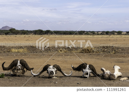 Tanzania, Tarangire, animal bones along the road 111991261