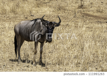 Tanzania, Tarangire, Wildebeest in the savannah Tanzania, Tarangire, Wildebeest in the savannah 111991263