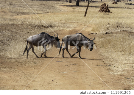 Tanzania, Tarangire, Two wildebeests crossing the road in the Savanna Tanzania, Tarangire, Two wildebeests crossing the road in the Savanna 111991265