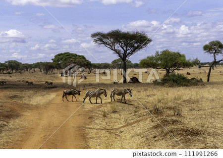 Tanzania, Tarangire, Two zebras and a wildebeest crossing the road in the Savanna Tanzania, Tarangire, Two zebras and a wildebeest crossing the road in the Savanna 111991266