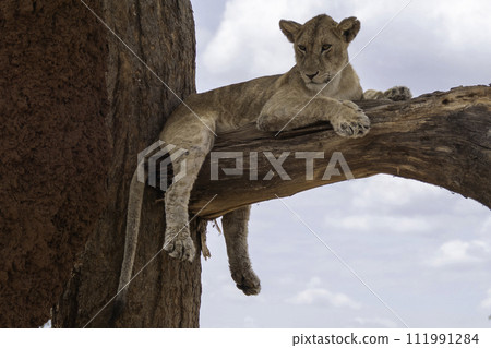 Tanzania, Tarangire, lion cub napping in a tree 111991284