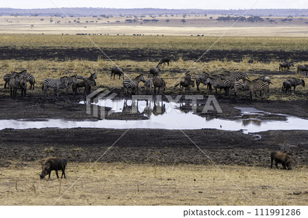 Tanzania, Tarangire, Zebras, wildebeests and warthogs drink at the river 111991286