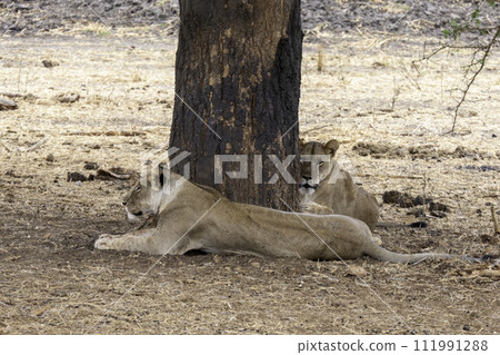 Tanzania, Tarangire, two lionesses in the shade of a tree Tanzania, Tarangire, two lionesses in the shade of a tree 111991288