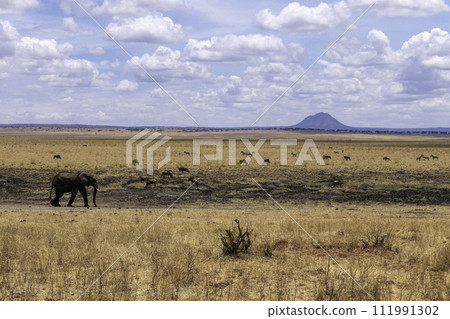 Tanzania, Tarangire, Solitary elephant walking in the savannah Tanzania, Tarangire, Solitary elephant walking in the savannah 111991302
