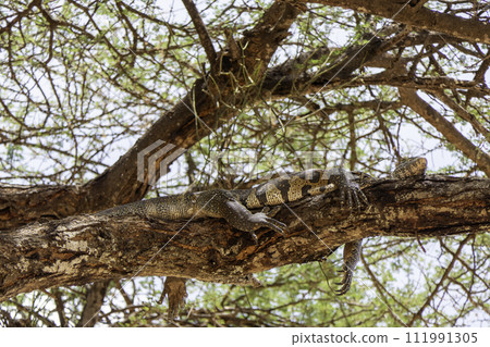 Tanzania, Tarangire, Nile monitor lizard lying in on tree Tanzania, Tarangire, Nile monitor lizard lying in on tree 111991305