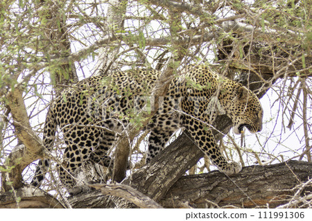 Tanzania, Tarangire, leopard on the branch of a tree in the savannah Tanzania, Tarangire, leopard on the branch of a tree in the savannah 111991306