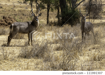 Tanzania, Tarangire, couple of Waterbuck in the savannah Tanzania, Tarangire, couple of Waterbuck in the savannah 111991307