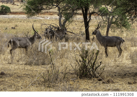 Tanzania, Tarangire, couple of Cobe and a zebra in the savannah 111991308