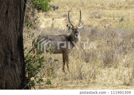 Tanzania, Tarangire, Waterbuck in the savannah 111991309