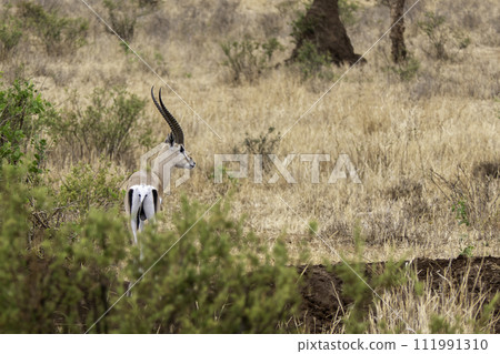 Tanzania, Tarangire, Thomson  Gazelle in the savannah 111991310