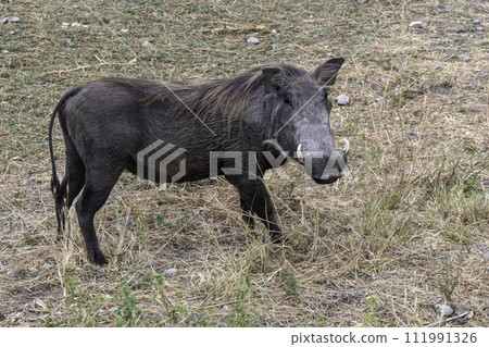 Tanzania, Tarangire, warthog in the savannah Tanzania, Tarangire, warthog in the savannah 111991326