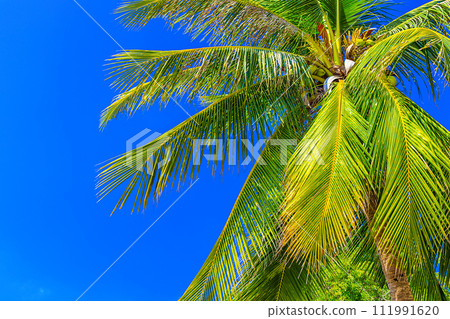 View of the crown of a coconut tree with coconut fruits against a blue sky. Sanya, China View of the crown of a coconut tree with coconut fruits against a blue sky. Sanya, China 111991620
