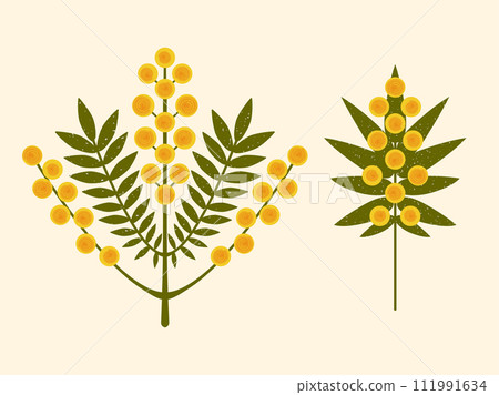 Geometric flowers vector illustration. Modern symmetrical yellow Mimosa flowers and leaves on pastel background. Australian Silver Wattle plant drawn in folk style with brush texture. Acacia branches 111991634
