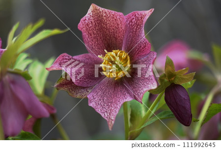 Christmas rose flowers Christmas rose flowers 111992645