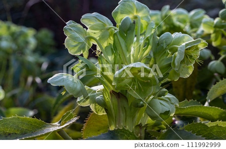 Attractive green flowers of Corsican Hellebore or argutifolius 'Silver Lace' flowering with a background of leaves Attractive green flowers of Corsican Hellebore or argutifolius 'Silver Lace' flowering with a background of leaves 111992999