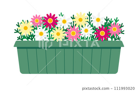 Illustration of colorful marguerites in a planter 111993020