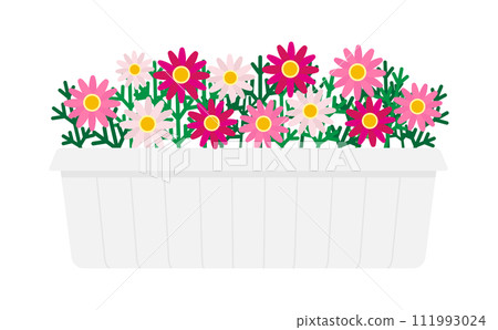 Illustration of pink marguerite in a planter 111993024