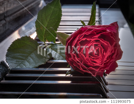 Red beautiful rose put on piano keyboard with free space for text. Red beautiful rose put on piano keyboard with free space for text. 111993075