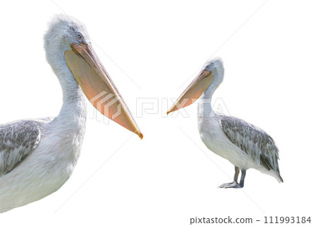 pink backed pelican isolated on a white background 111993184