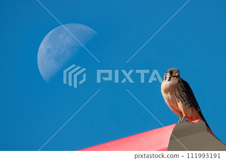 Falco tinnunculus sits against the background of the moon and blue sky 111993191